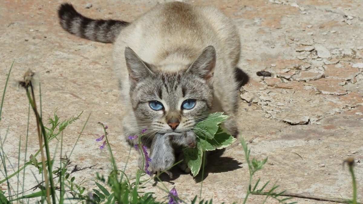 Конкурс на фото кота