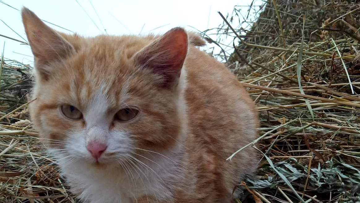 Simbachka выпусти меня погулять. Авито котята бездомные. У бездомного кота шерсть разного Цанта.