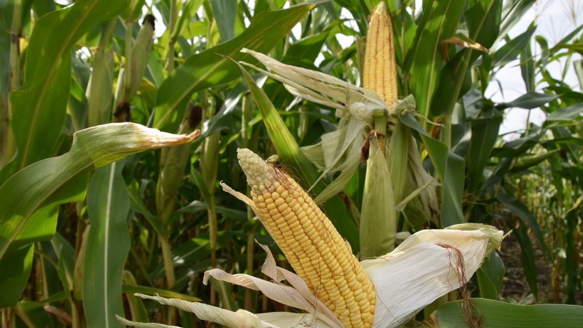 Максимальная урожайность кукурузы