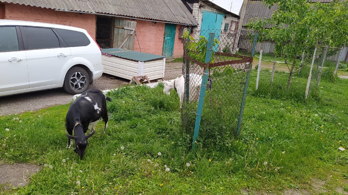 В Пронске собаки загрызли козу и козленка | ИЗДАТЕЛЬСТВО «ПРЕССА»