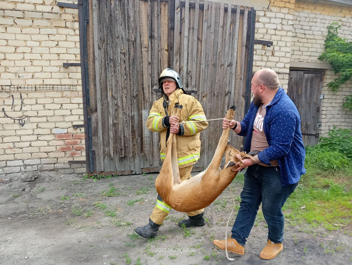 В центре Сасова поймали косулю | ИЗДАТЕЛЬСТВО «ПРЕССА»