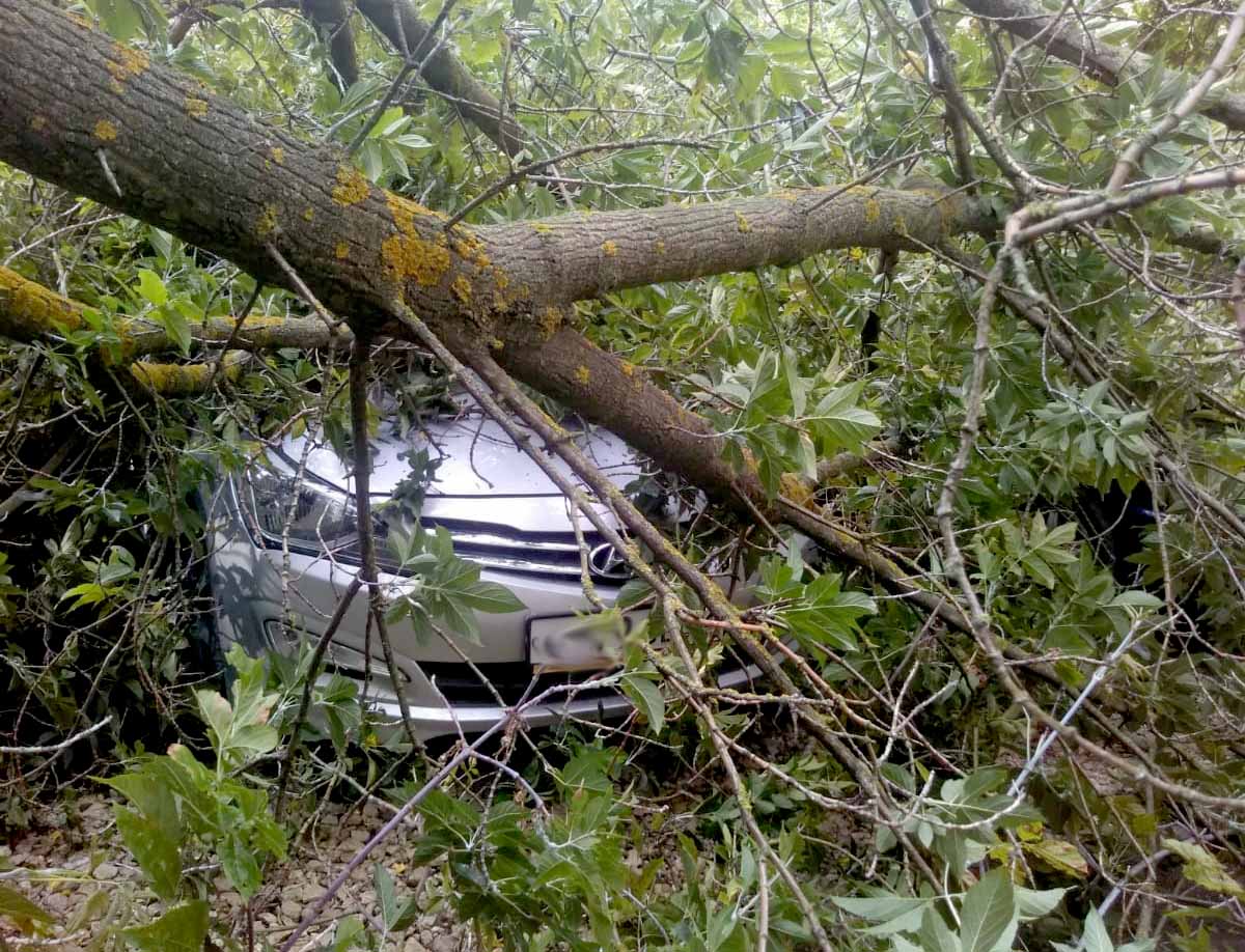 В Новомичуринске сук канадского клена повредил два автомобиля |