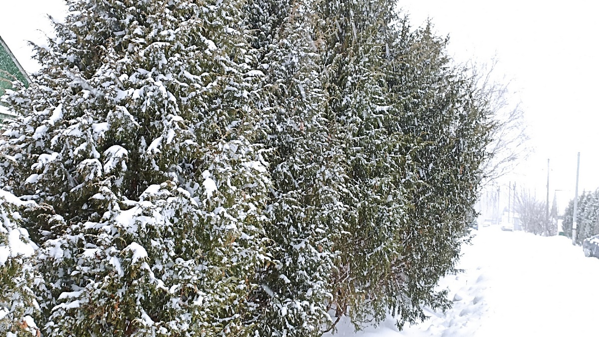 4 декабря снег