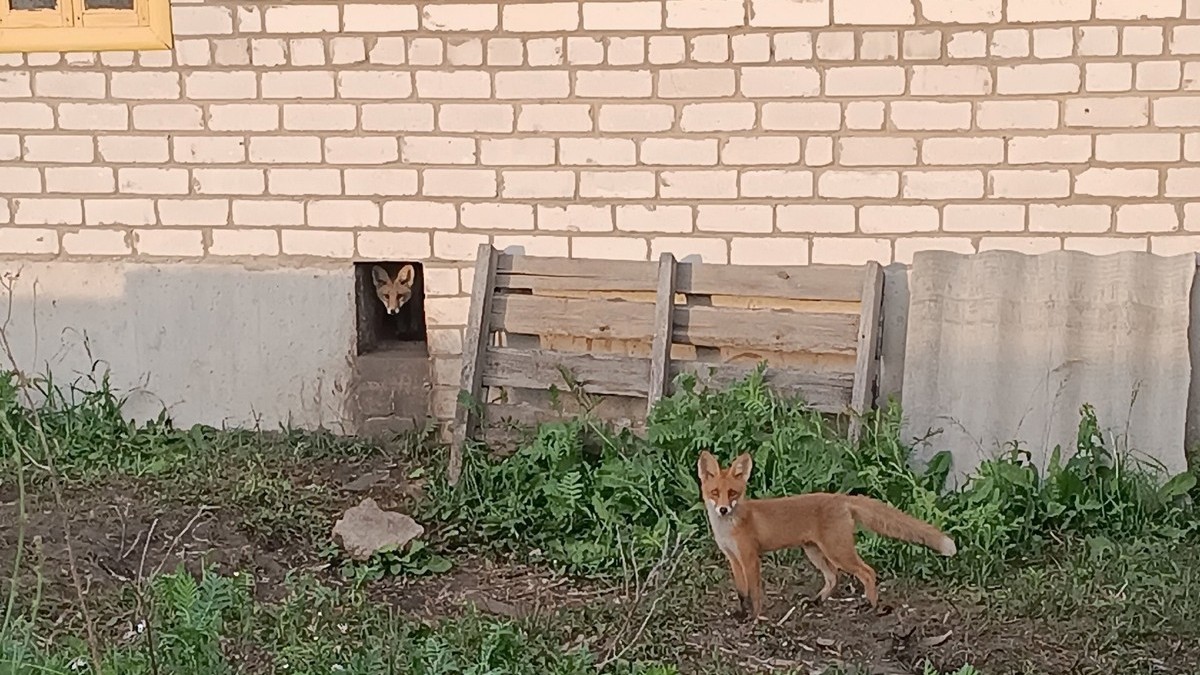 В Захаровском районе жители все чаще видят лис около своих домов |