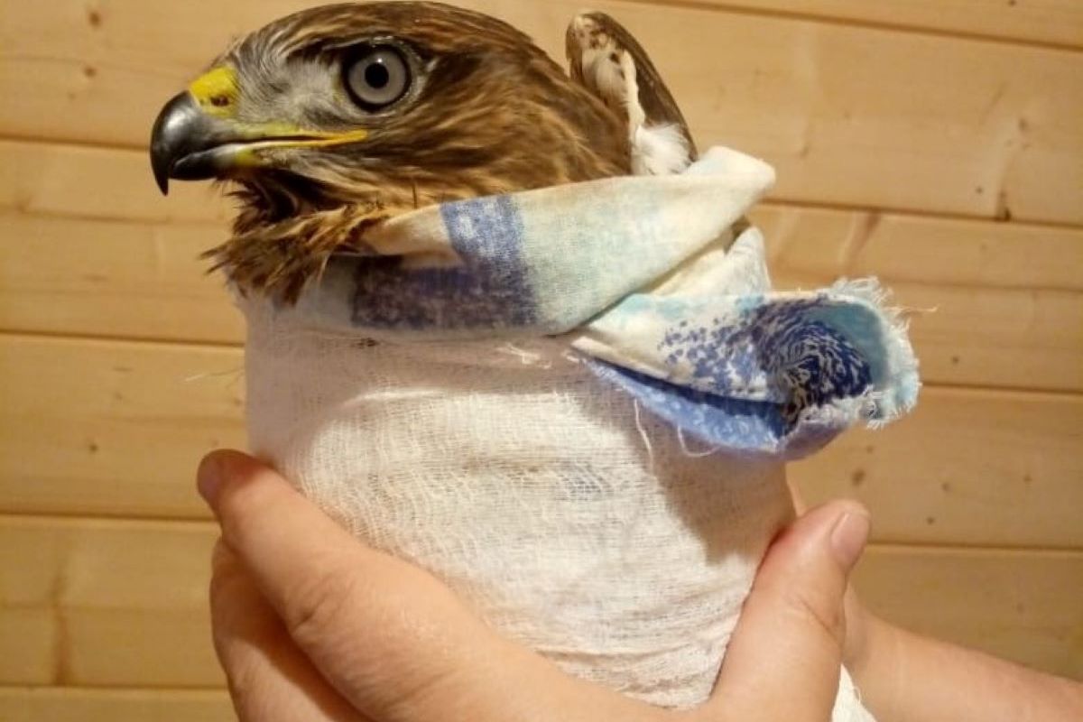 Найдена птица куда обращаться. Раненая птица что делать. Найдена птица куда обращаться. Найдена птица куда обращаться. Раненая птица в руки.