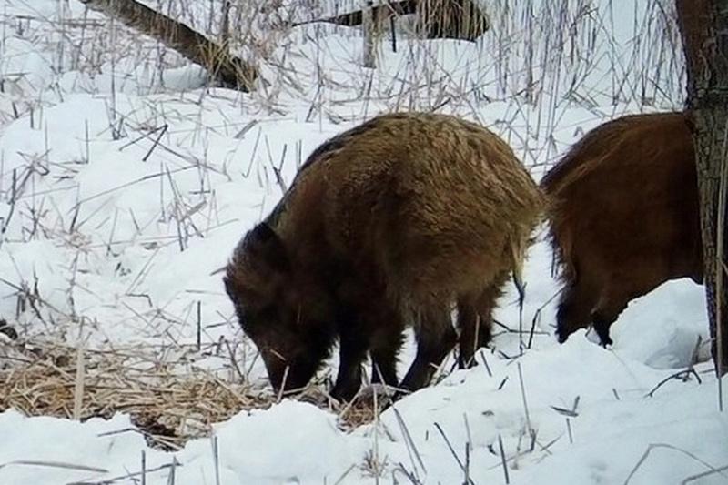 заповедник кологривский лес костромской области